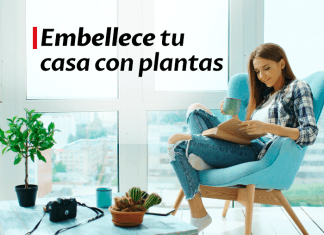 Decorar con plantas: un oasis de frescura en el interior del hogar decorar con plantas