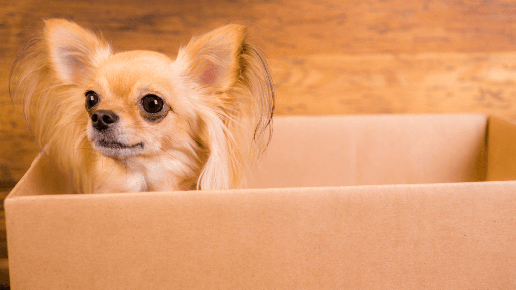 Inmobilia-adaptacion-de-tu-perro-a-la-mudanza